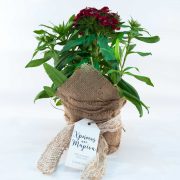 Αναμνηστικό φυτό διακοσμημένο με τσουβαλάκι για γάμο